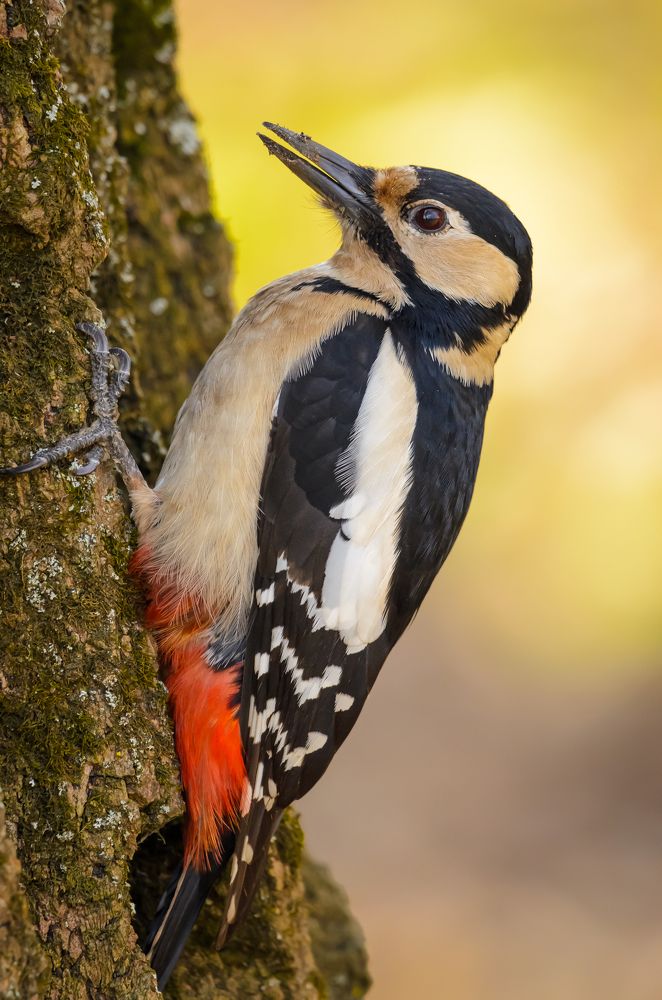 Woodpecker