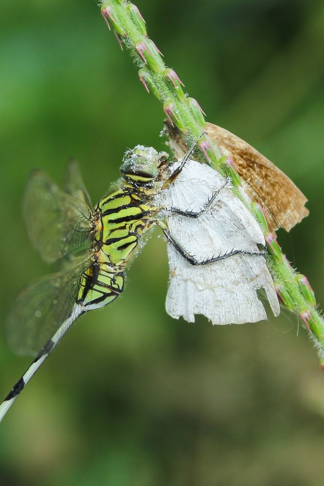 Photograph by Monoj Kumar Das