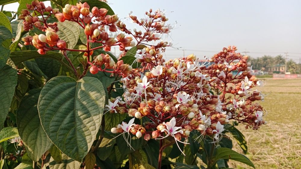 Photograph by Habib Simon