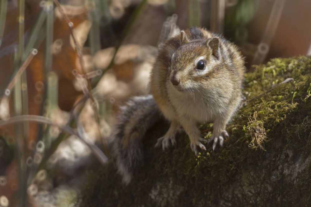 Photograph by ALEKSANDR KUZNETSOV