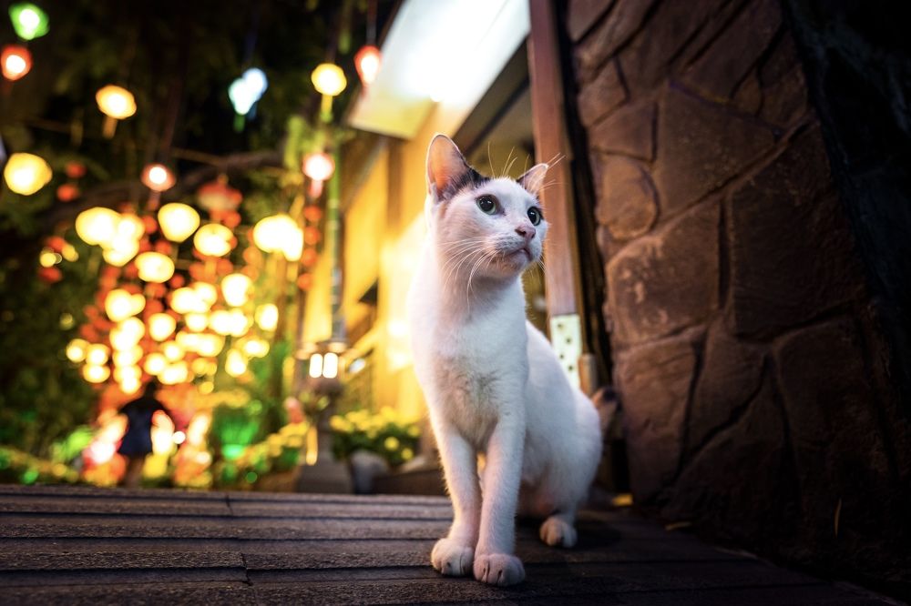 Фотография автора Đình Huy Lê