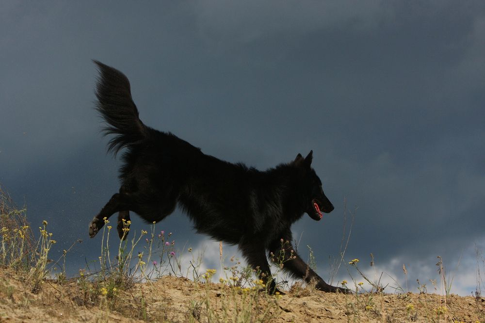 Навстречу серой мгле