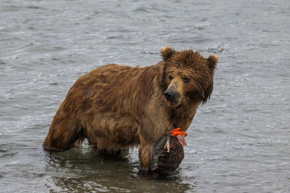 Photograph by Анастасия Григорян