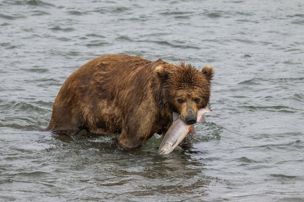Photograph by Анастасия Григорян