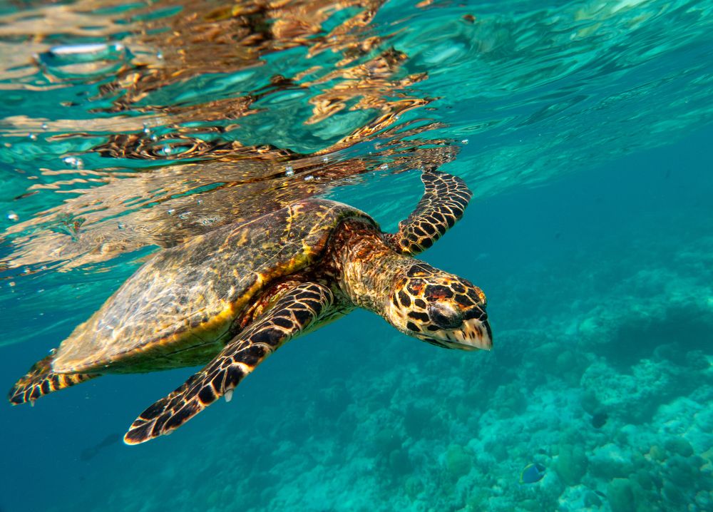 Фотография автора Andrey Shishkalov