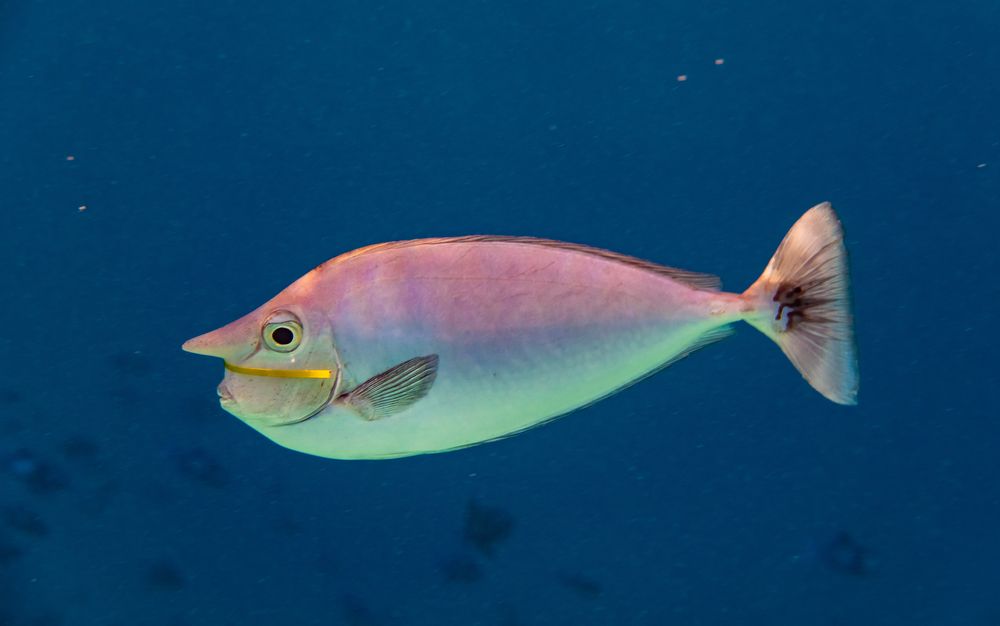 Фотография автора Andrey Shishkalov