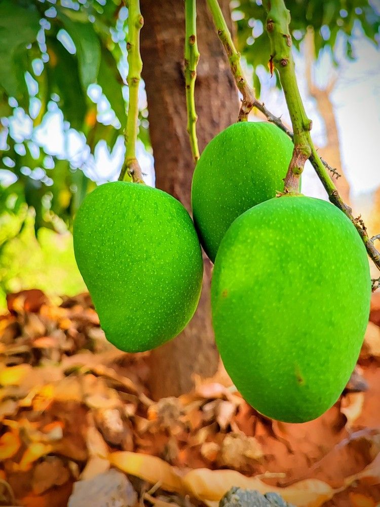 Raw Mango