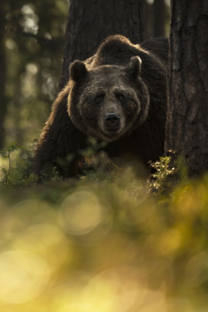 Photograph by Ernestas Balcikonis