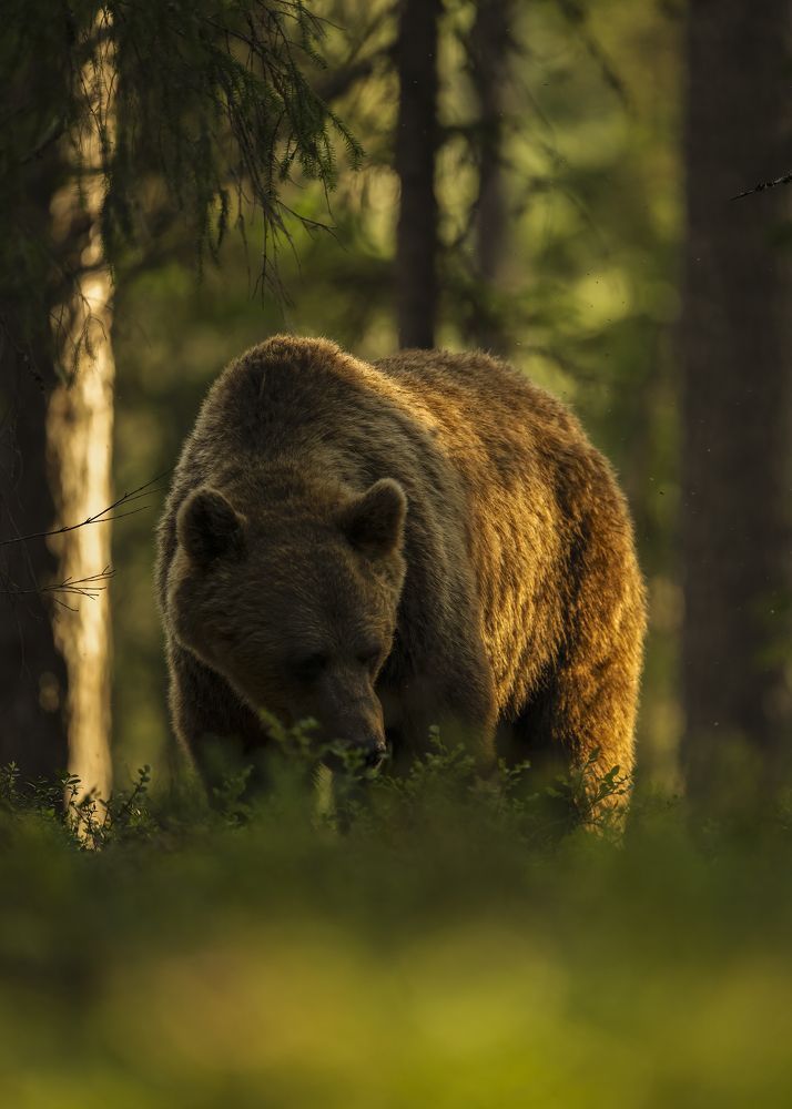 Photograph by Ernestas Balcikonis