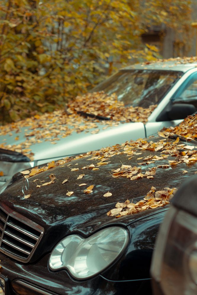 Photograph by Светлана Нестерова