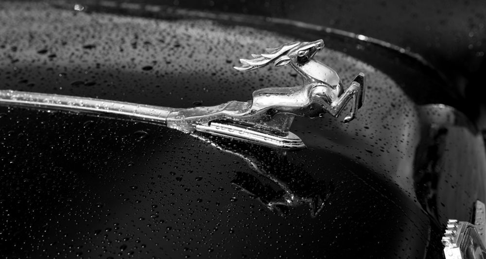 Photograph by елена