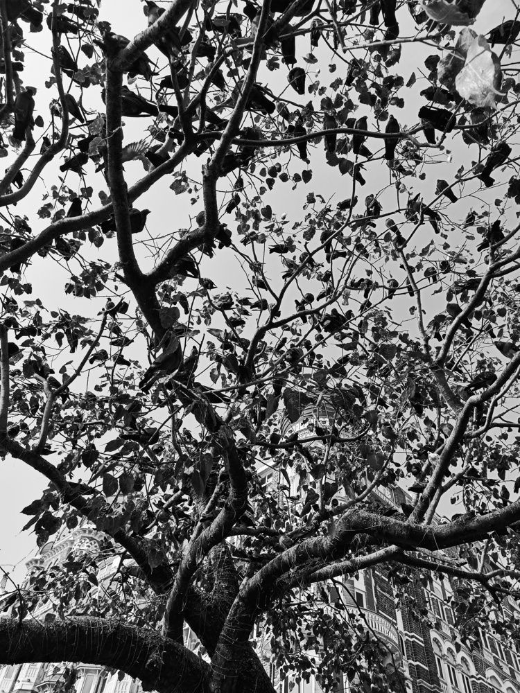 Фотография автора Monu Lalji Prajapati