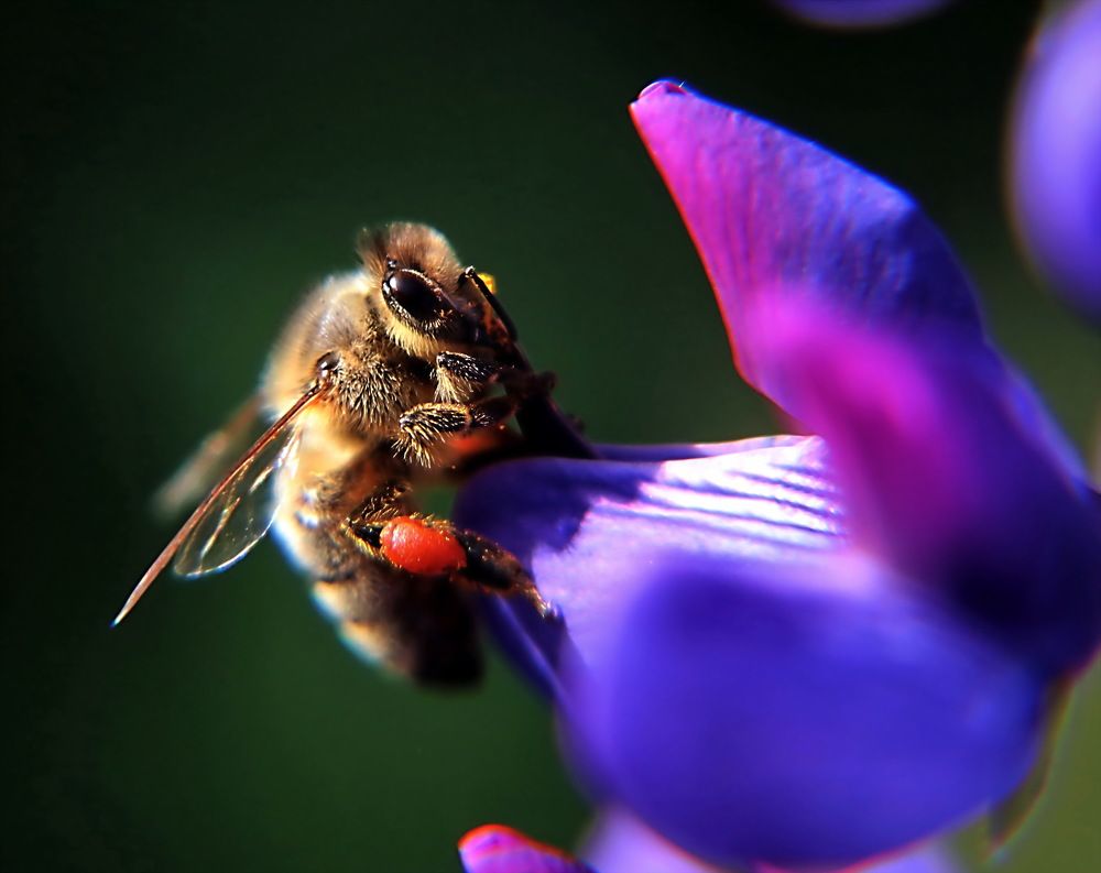 Photograph by Александр Лазебник