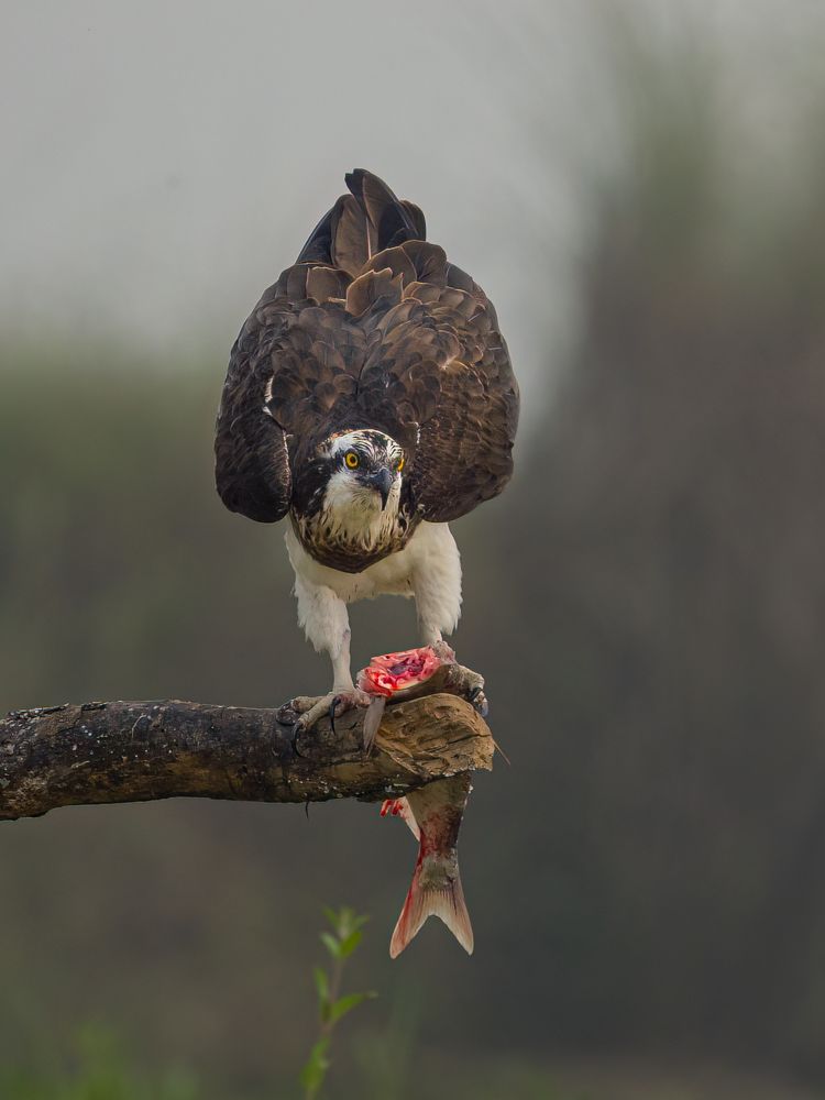 Photograph by Bhaskar Mallick