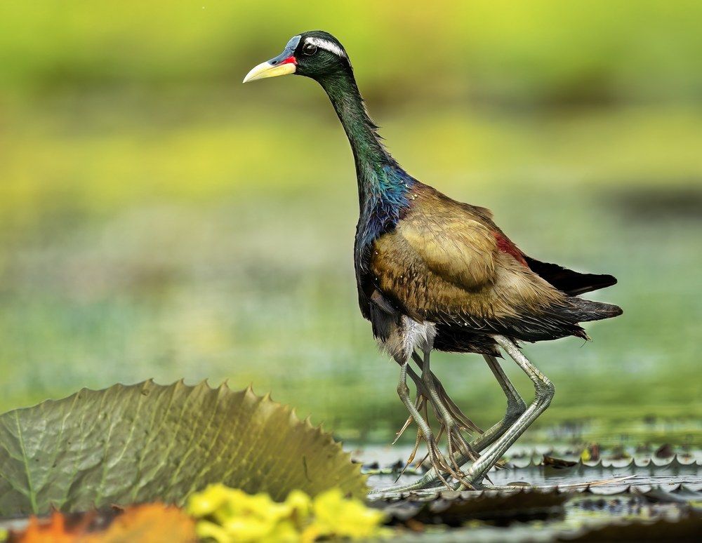 Photograph by Bhaskar Mallick