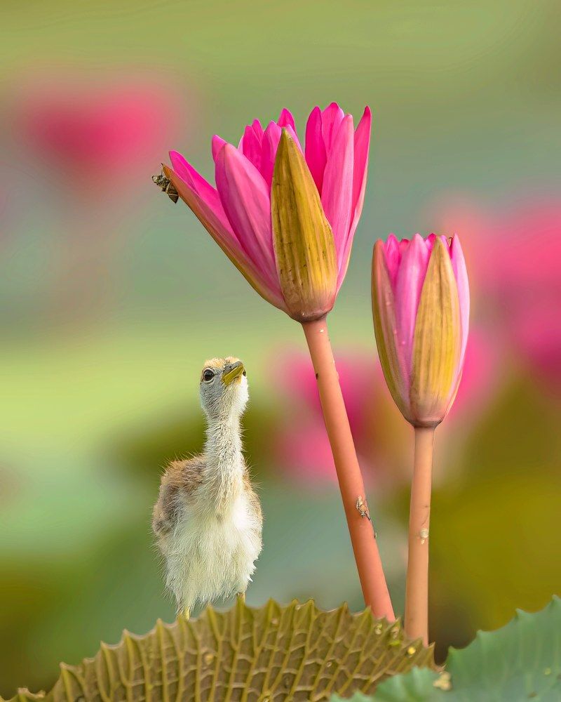 Photograph by Bhaskar Mallick