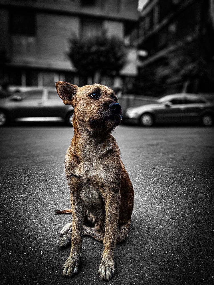 Photograph by عمر خالد الصياد