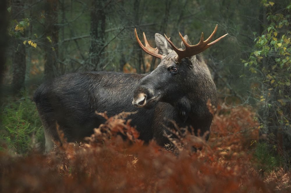 Фотография автора Рудченко Ольга