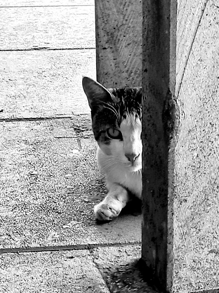 Rasht cats