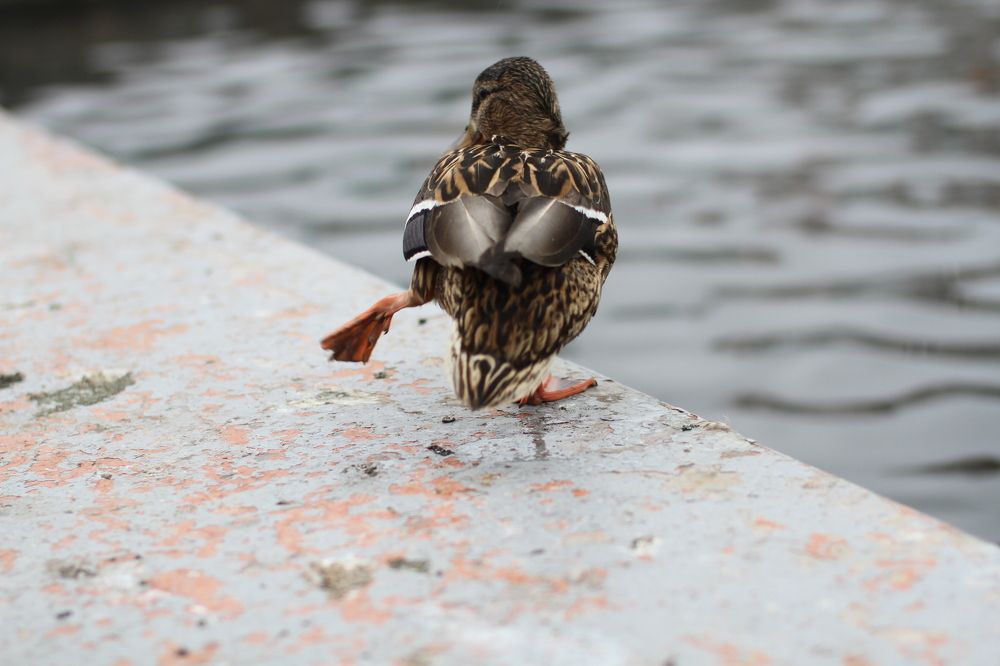 Photograph by Елизавета Мишина