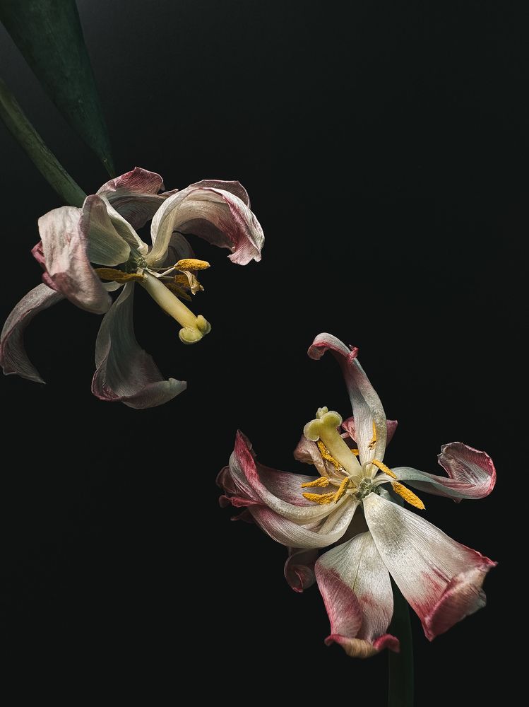 Photograph by Dina Chekhova