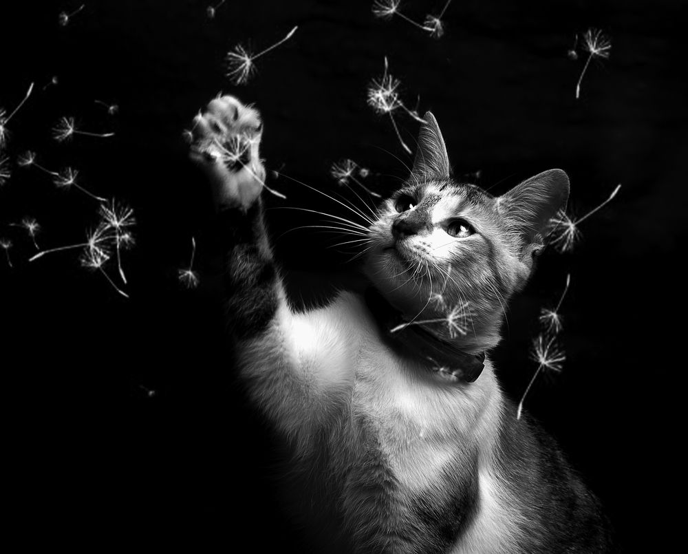 Photograph by jose colina