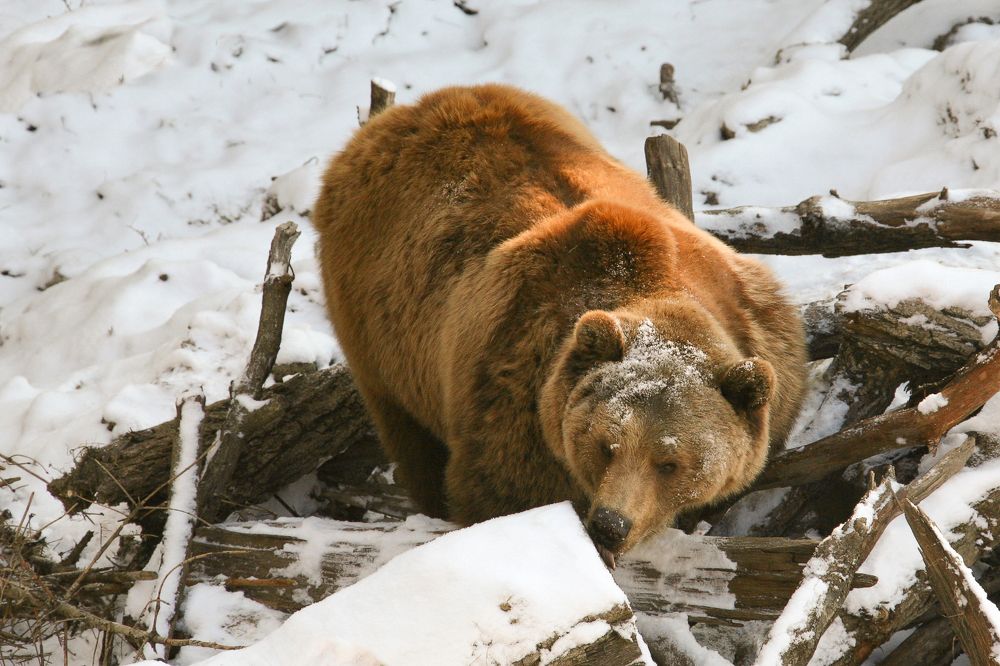 Фотография автора Анатолий