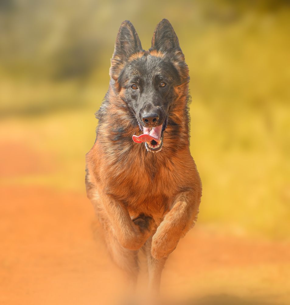 Photograph by Lalith Ravi