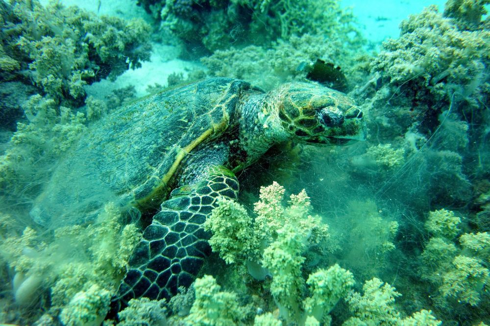 Photograph by Роман Сычев