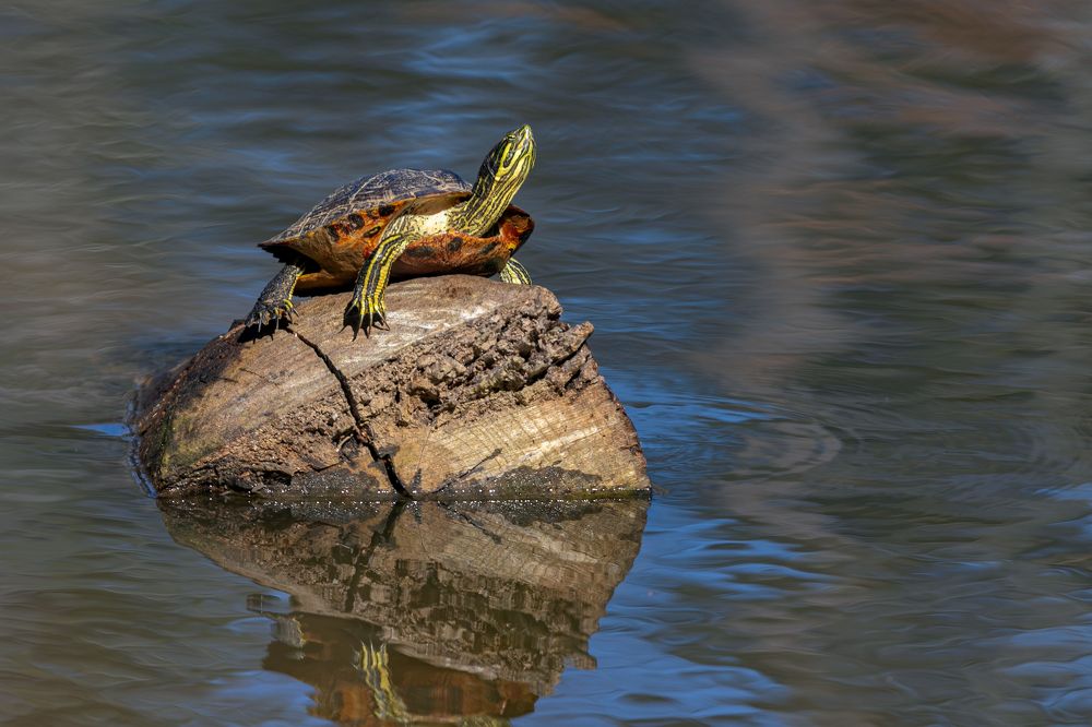 Фотография автора Brian Kinghorn