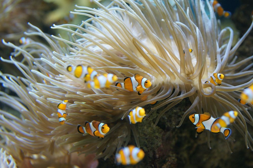 Фотография автора Светлана Зимина