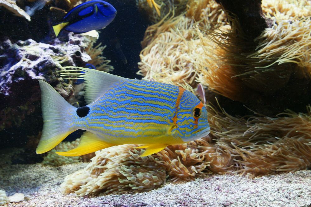 Фотография автора Светлана Зимина