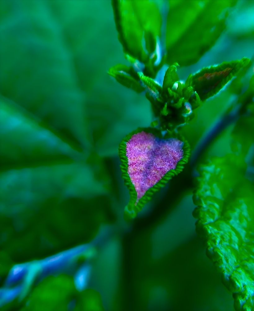 New life of the new leaf ?