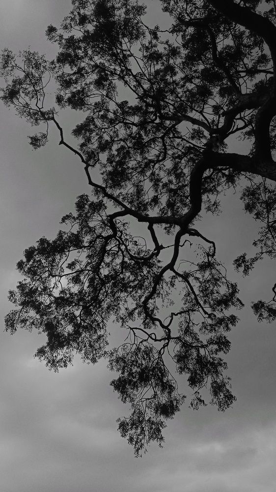 Photo #10510533