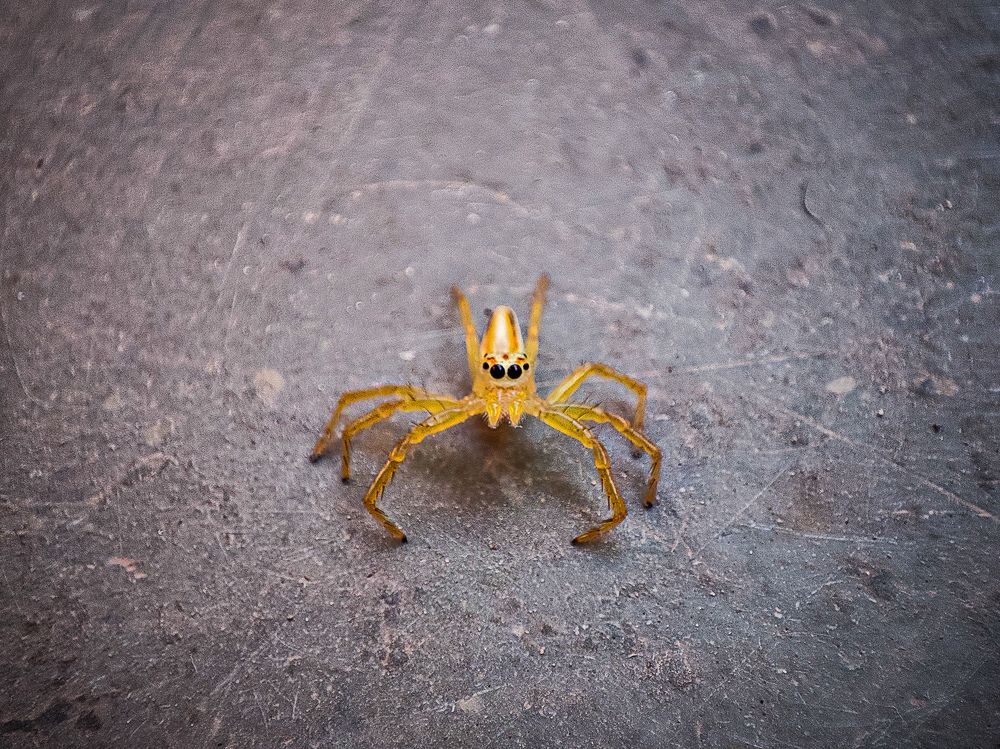 Фотография автора Joy kapadia