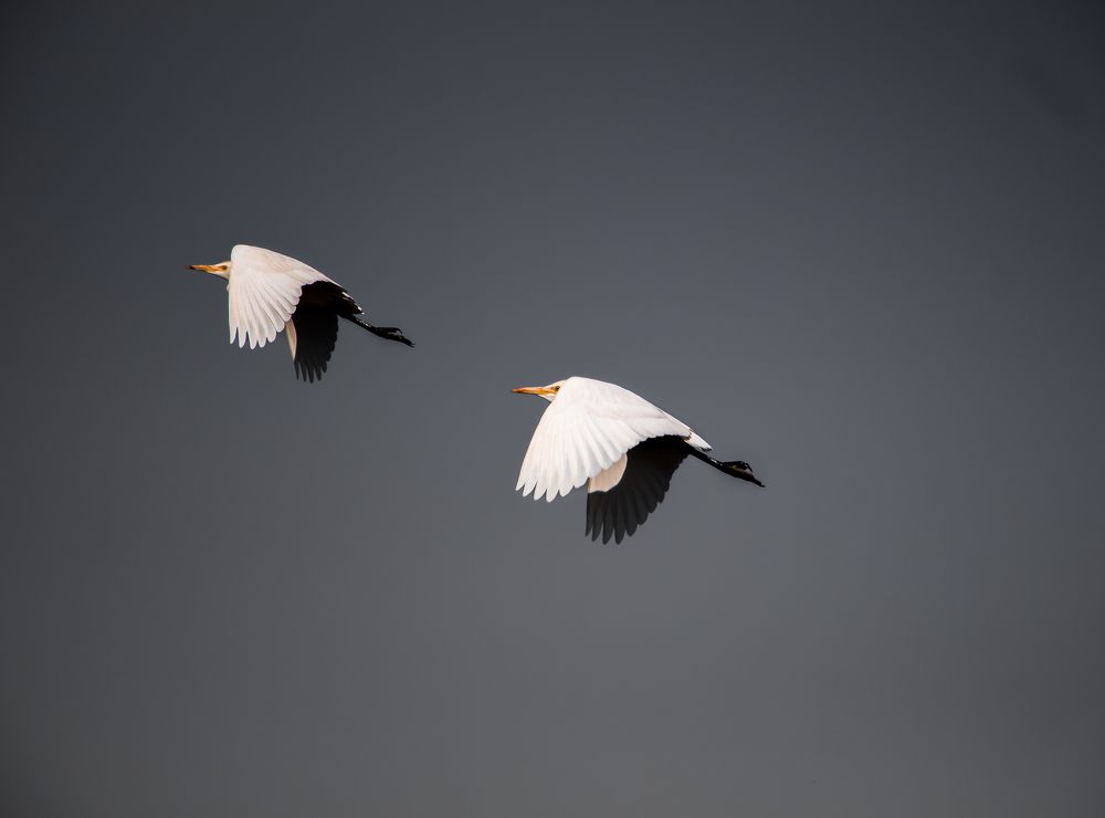 Eagrets fly in the sky