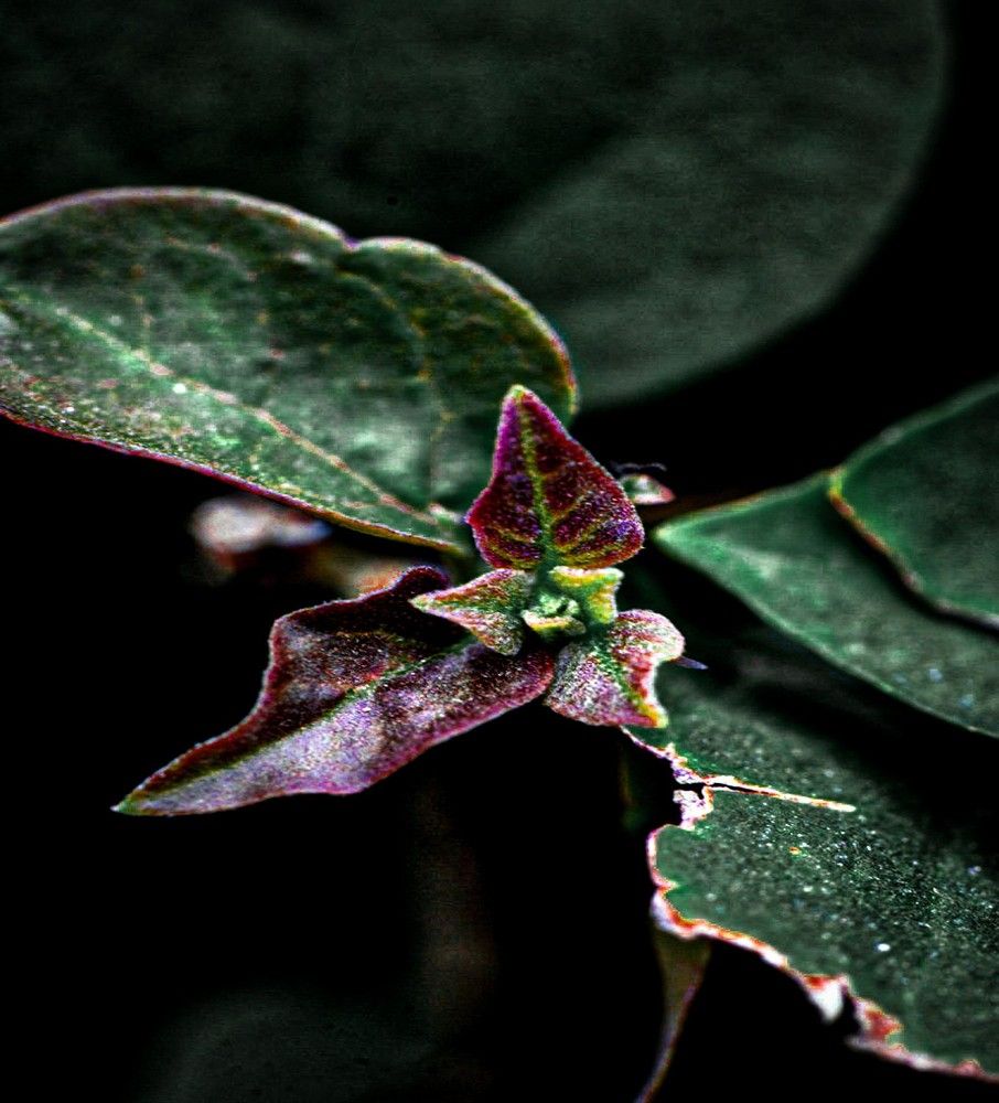 Photograph by حنان همام أحمد عبد الرحمن