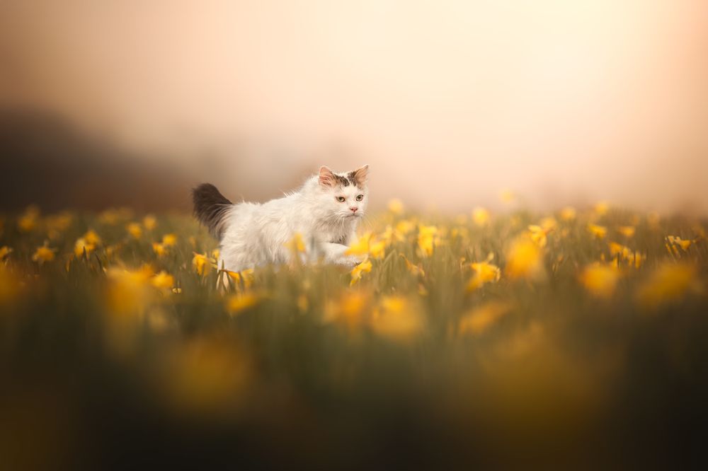 Une élégante danse printanière