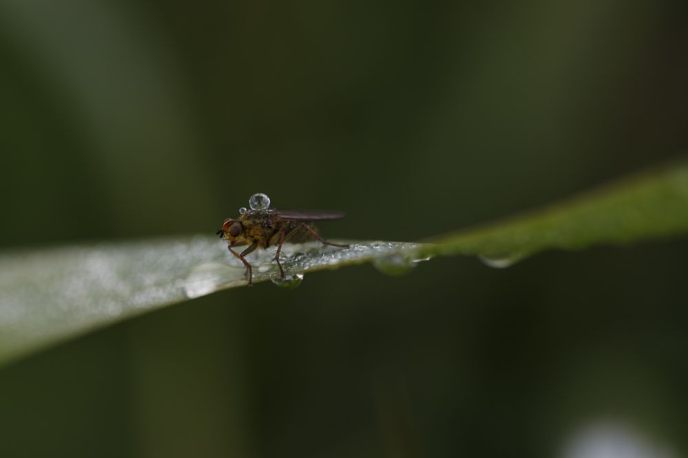 Photograph by Alon Spiegel