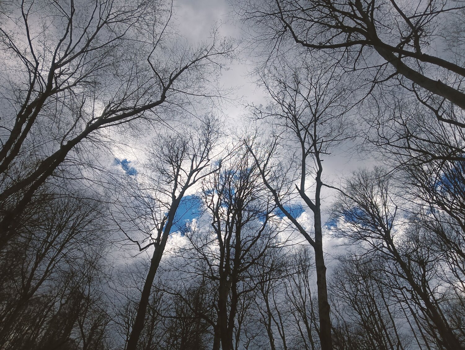 Photo #10510855