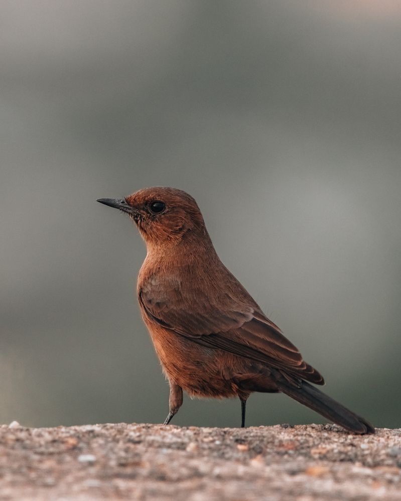 Brown rock chat
