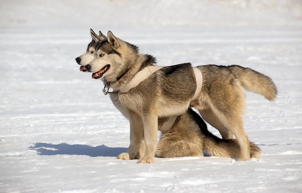 Серые хаски.