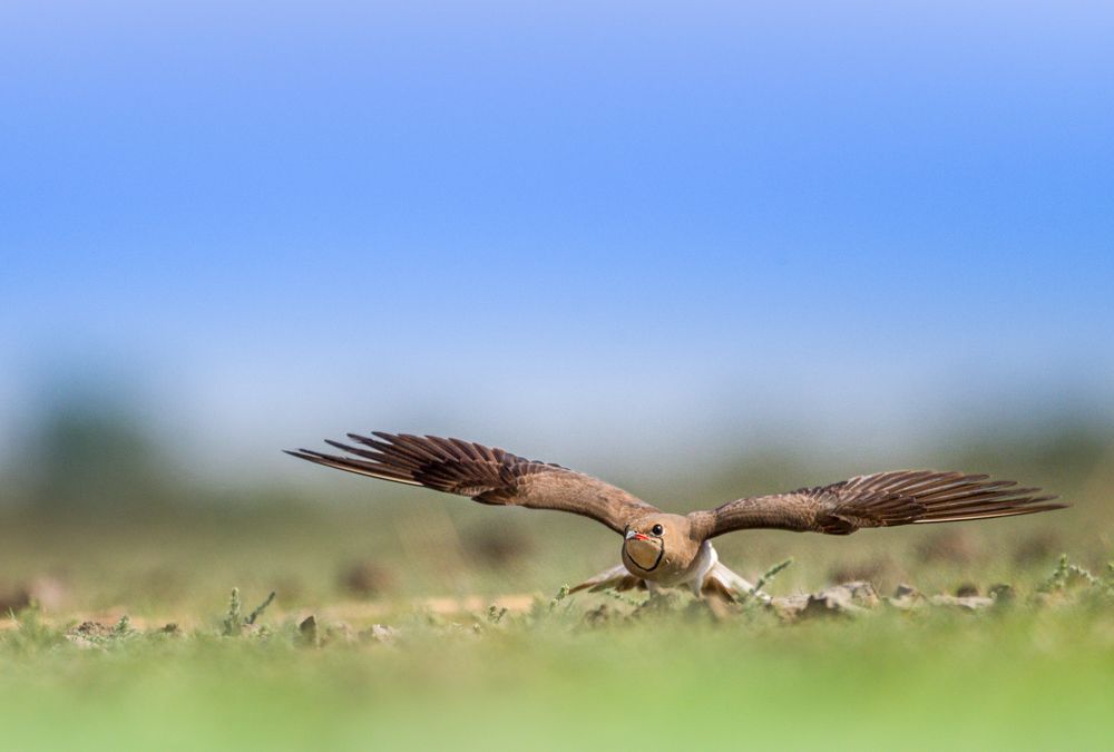 Фотография автора HITESH PATEL