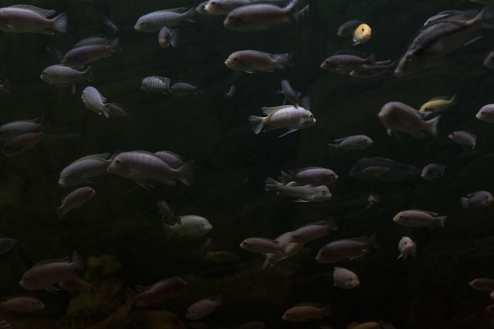 Photograph by Сергей Шпаков