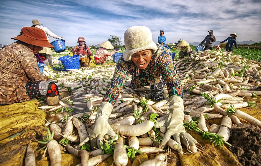 Фотография автора Hồ Đăng Khoa