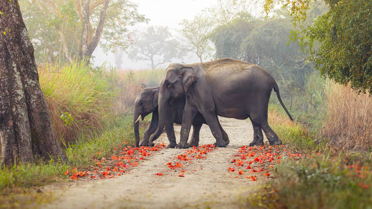 Jungle journeys with mom