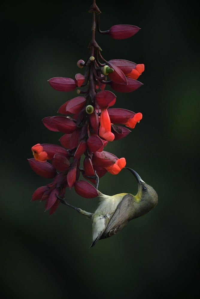 Photograph by Somnath Acharyya