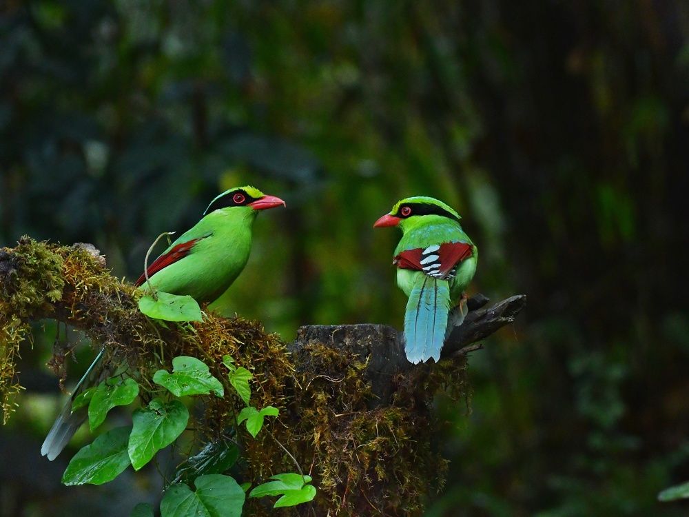 Photograph by Somnath Acharyya