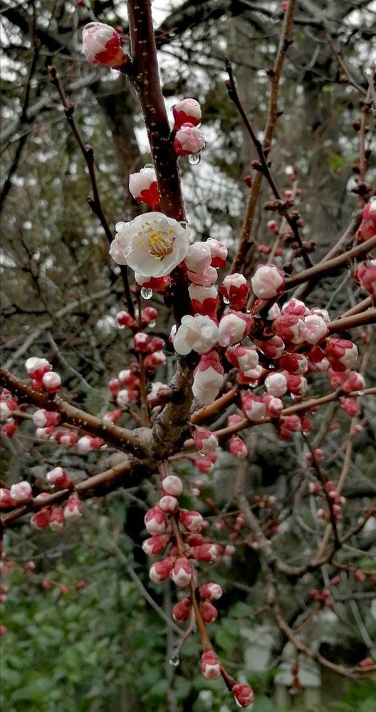 Фотография автора Маис Киракозов