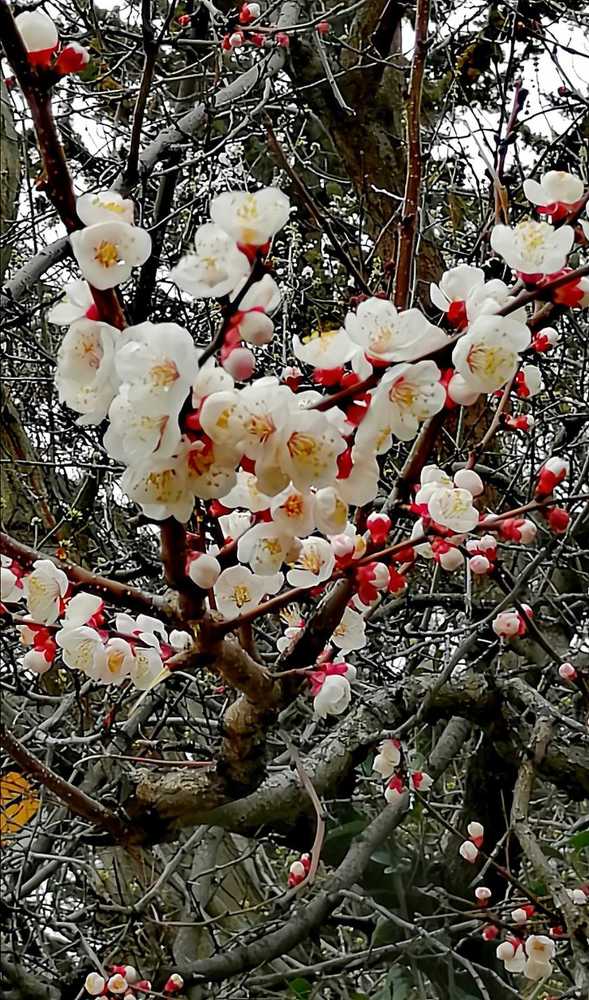 Фотография автора Маис Киракозов